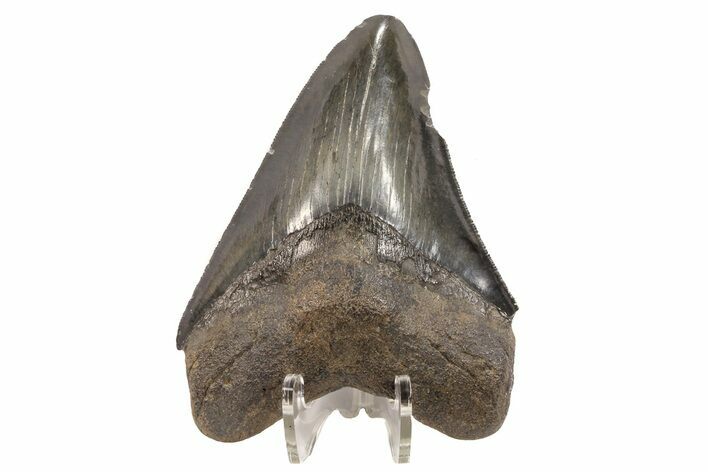 Serrated, Fossil Megalodon Tooth - Georgia #78194